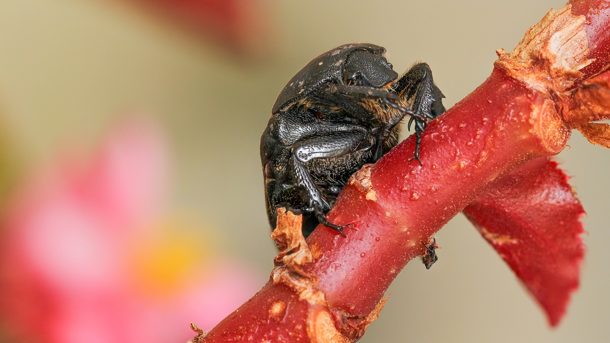 Cetoniidae:  Protaetia (Netocia) morio